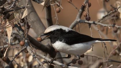 Aksırtlı kuyrukkakan