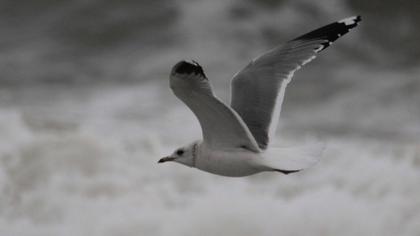 Küçük gümüş martı