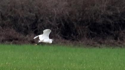 Küçük ak balıkçıl