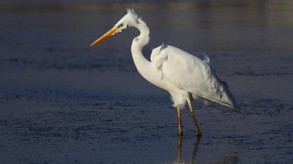 Büyük ak balıkçıl