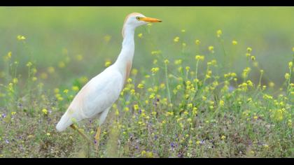Sığır balıkçılı