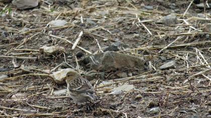 Sarıgagalı ketenkuşu