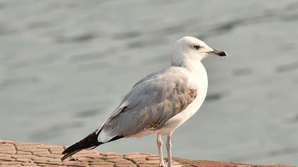 Küçük gümüş martı