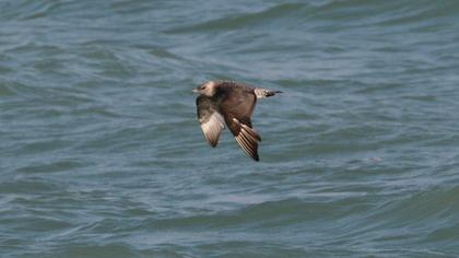 Kütkuyruklu korsanmartı