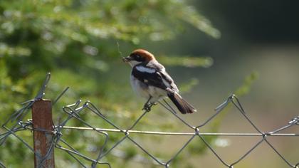 Kızılbaşlı örümcekkuşu