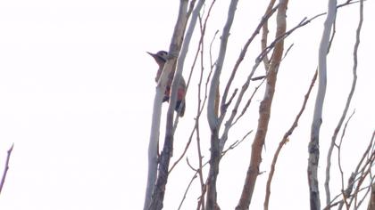 Orman alaca ağaçkakanı