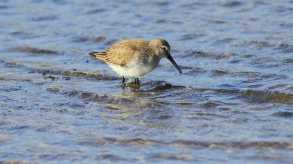 Karakarınlı kumkuşu