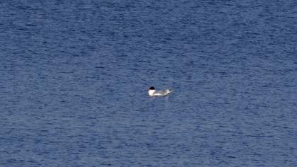 Büyük karabaş martı