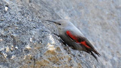 Duvar tırmaşıkkuşu