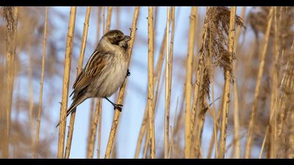 Bataklık Kirazkuşu