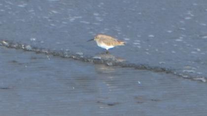 Karakarınlı kumkuşu