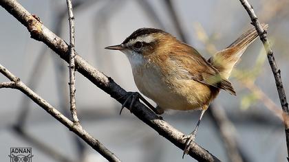 Bıyıklı kamışçın