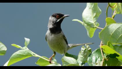 Karaboğazlı ötleğen