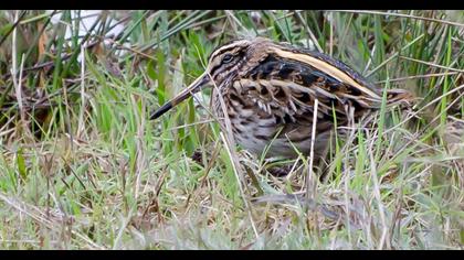 Küçük suçulluğu