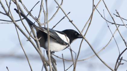 Eurasian Magpie