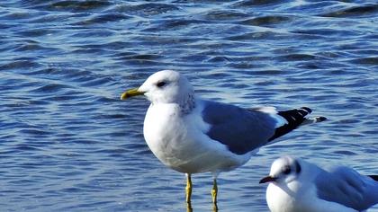 Küçük gümüş martı
