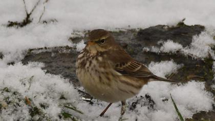 Water Pipit