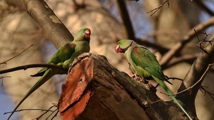 İskender papağanı