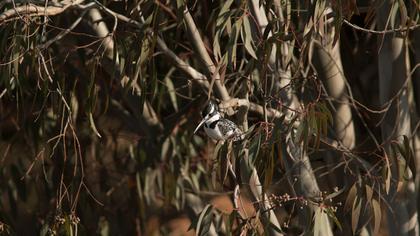 Alaca yalıçapkını