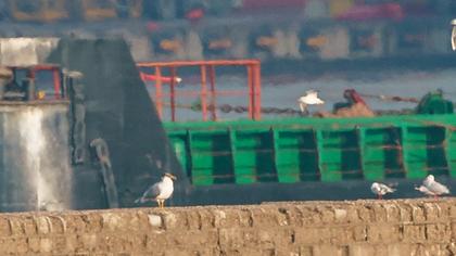 Büyük karabaş martı