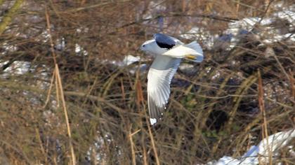 Küçük gümüş martı