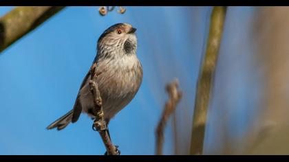 Uzunkuyruklu baştankara