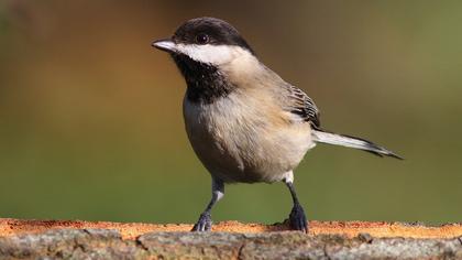Akyanaklı baştankara