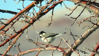Akyanaklı baştankara