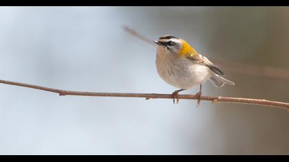 Sürmeli çalıkuşu