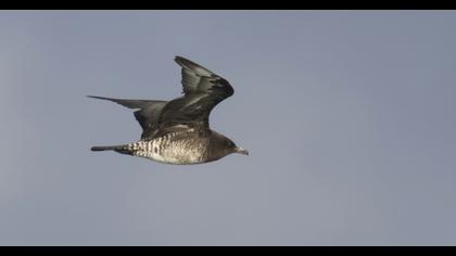 Kütkuyruklu korsanmartı