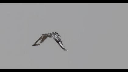 Alaca yalıçapkını