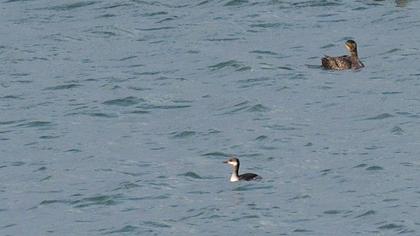 Kızılboyunlu batağan