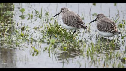 Karakarınlı kumkuşu