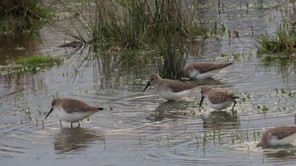 Karakarınlı kumkuşu