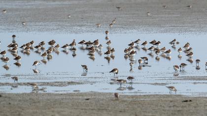 Karakarınlı kumkuşu