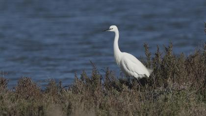 Küçük ak balıkçıl