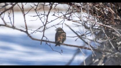 Akbaşlı kirazkuşu