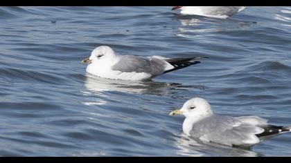 Küçük gümüş martı