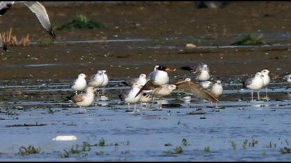 Büyük karabaş martı
