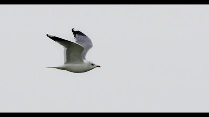 Küçük gümüş martı