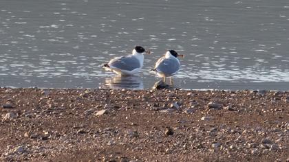 Büyük karabaş martı