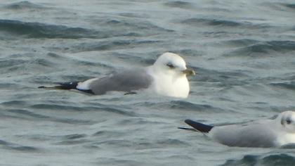 Küçük gümüş martı