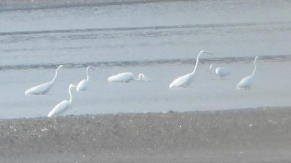 Büyük ak balıkçıl