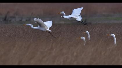 Büyük ak balıkçıl