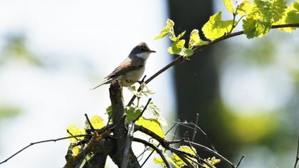 Akgerdanlı ötleğen