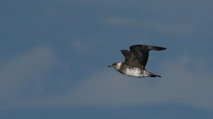 Kütkuyruklu korsanmartı
