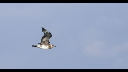 Kütkuyruklu korsanmartı