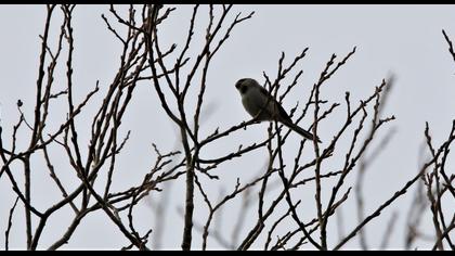 Uzunkuyruklu baştankara