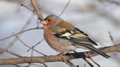 Common Chaffinch