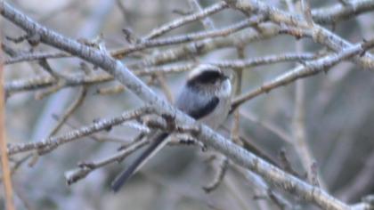 Uzunkuyruklu baştankara